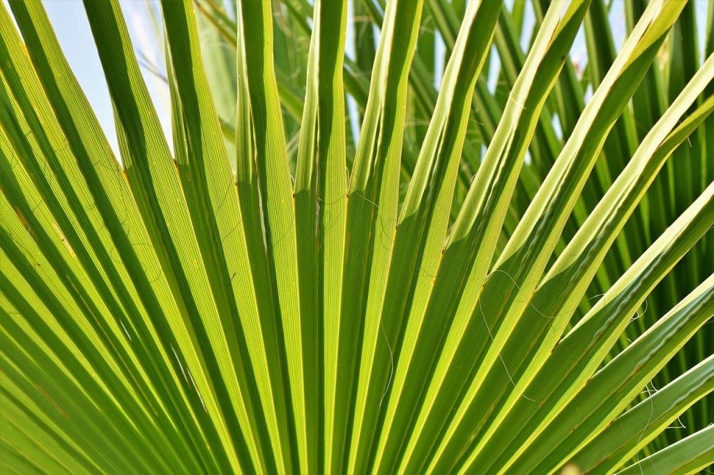 Groep tuiniers planten samen een Trachycarpus Wagnerianus palm in de tuin voor een gedeeld project